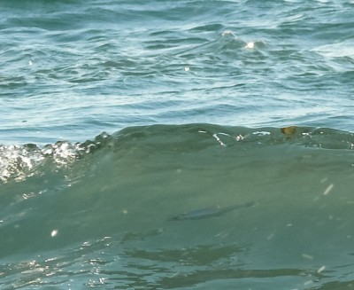 Рыбок в море мого. Не Крым конечно, но живность есть. В момент когда приходит волна, рыбки смешно просвечиваются в воде. Это одна из них.